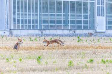 Fuchs_010