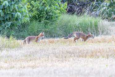 Fuchs_011