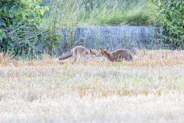 Fuchs_012