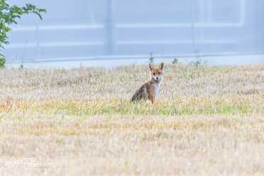 Fuchs_013