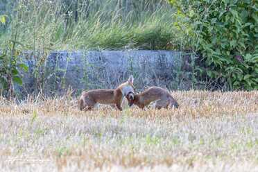 Fuchs_014