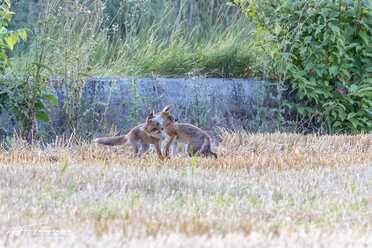 Fuchs_015