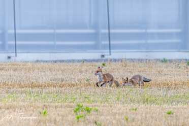 Fuchs_016