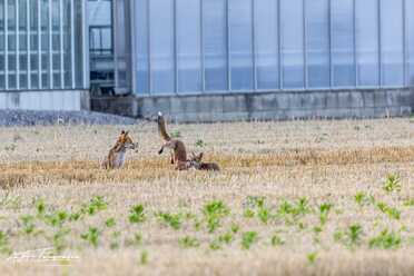 Fuchs_017