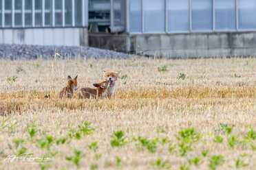 Fuchs_018