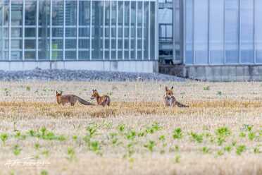 Fuchs_019