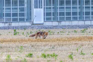 Fuchs_020