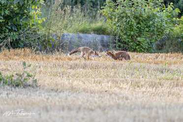Fuchs_021
