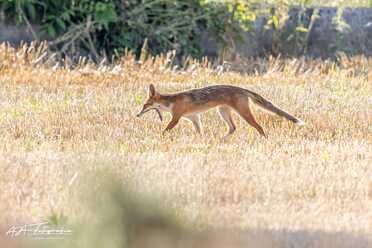 Fuchs_022