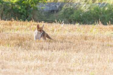 Fuchs_023