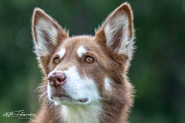 Hundeshooting_001
