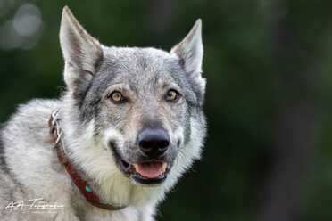 Hundeshooting_002