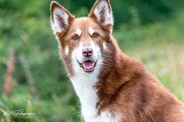 Hundeshooting_003