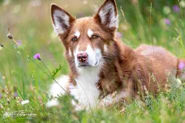 Hundeshooting_004