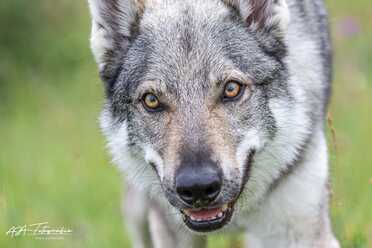 Hundeshooting_005