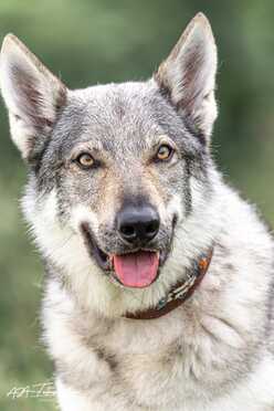 Hundeshooting_006