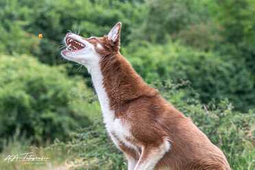 Hundeshooting_007