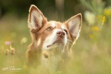 Hundeshooting_008