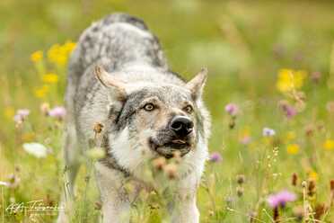 Hundeshooting_009