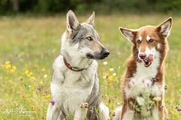 Hundeshooting_010