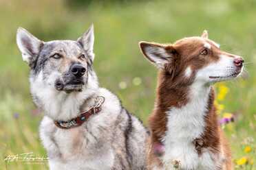 Hundeshooting_011
