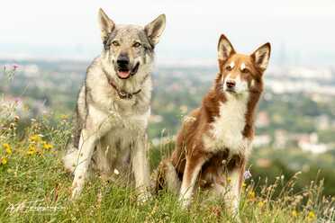 Hundeshooting_012