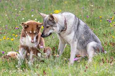 Hundeshooting_013