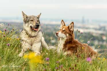 Hundeshooting_014