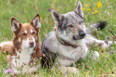 Hundeshooting_015