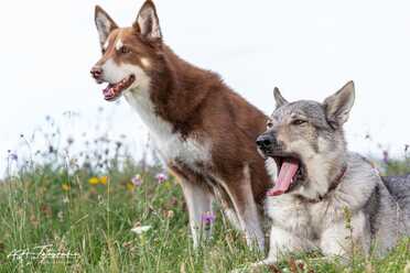 Hundeshooting_016