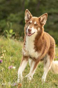 Hundeshooting_017