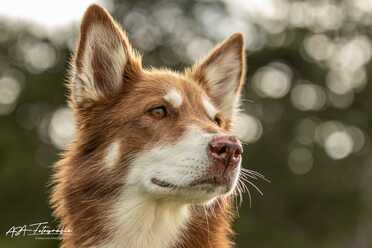 Hundeshooting_018