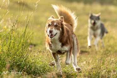 Hundeshooting_019