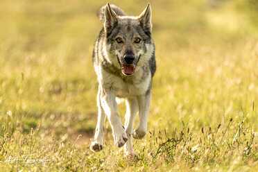 Hundeshooting_020