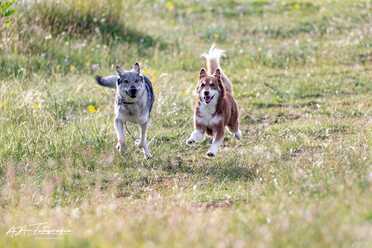 Hundeshooting_021