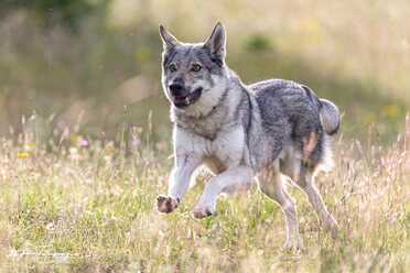Hundeshooting_022