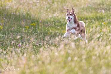 Hundeshooting_023