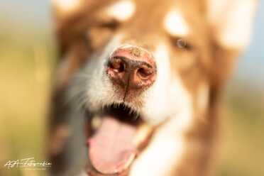 Hundeshooting_024