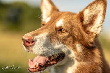 Hundeshooting 2020 - Fotoworkshop mit Alexander Müller