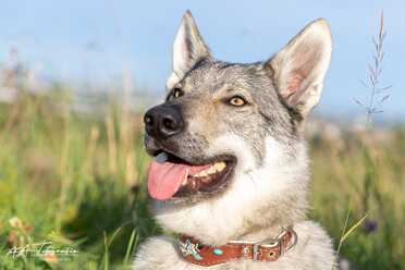 Hundeshooting_026
