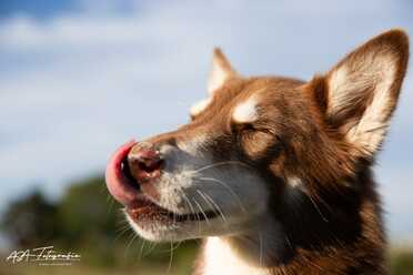 Hundeshooting_027