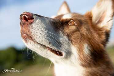 Hundeshooting_028
