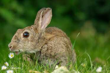 Wildkaninchen_001