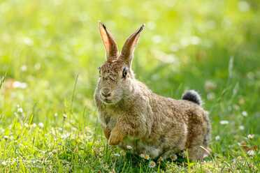 Wildkaninchen_002