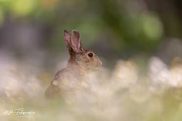 Wildkaninchen_003