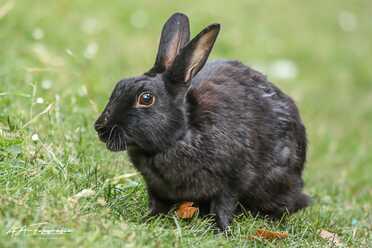 Wildkaninchen_004
