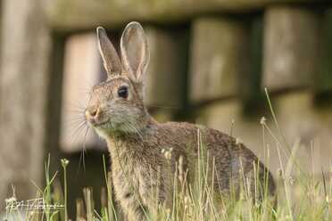 Wildkaninchen_005