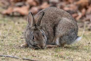Wildkaninchen_006