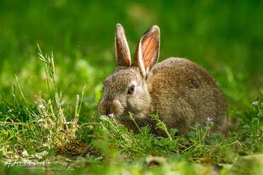 Wildkaninchen_007