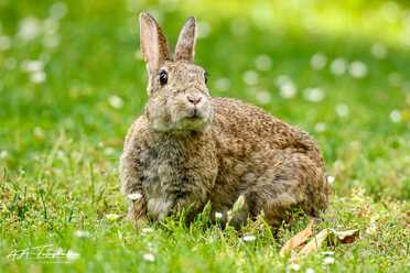Wildkaninchen_008